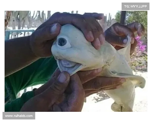 大连鲲城与穆谢奎商业合作模式分析及未来发展潜力探讨 大连鲲城与穆谢奎商业合作模式分析及未来发展潜力探讨